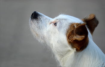 jack Russell Terrier, dog, pet, animal, terrier, domestic Dog, canine, mammal, domestic Animal, companion, portrait