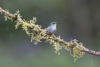 kolibřík, pták, Příroda, fauna, zvíře, ptačí, ornitologie, křídla, peří, ave, divoch