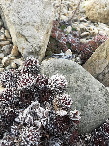 succulent, houseleek, rock Garden, garden, thick-leaf Plant, miniature Garden, bonsai, root, stone Crusher, sempervivum, dachwurz