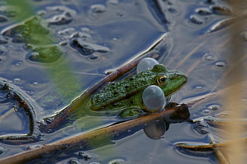 frog, toad, croak, animal, wildlife, water, pond, nature, amphibian, species, fauna
