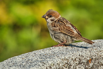 Vrabec, pták, posazený, zvíře, vrabec domácí, peří, zobák, účtovat, pozorování ptáků, ornitologie, živočišného světa