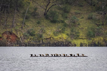 Kormorane, große Kormorane, See, Phalacrocorax carbo, Vögel, Tiere, Vögel beobachten, Vogelkunde, Natur, Wasservögel, Vogel