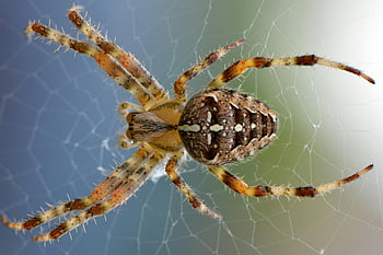 Brown Yellow Black Cross Orb Weaver Spider, detailed macro shot, orb weaver spider, intricate web, vivid coloration, spider web, close-up spider, nature photography, wildlife photography, arachnid, spider details