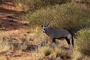 antelope, oryx, gemsbok, skewer, animal, nature, mammal, africa