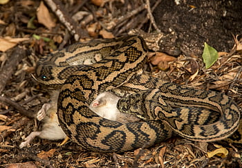 serpent, tapis en python, python, contagieux, proie, rongeur, Australie, Queensland, peau, modèle, sauvage