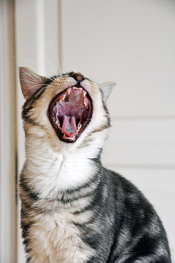 Katze, Zähne, Reißzähne, Haustier, katzenartig, Kätzchen, tabby, graue getigerte Katze, graue Katze, Pelz, Tier