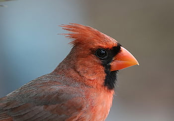 cardinal, bird, animal, redbird, songbird, male Bird, wildlife, feathers, plumage, beak, nature
