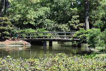 japonská zahrada, hermann park, Houston, texas, jezero, řeka, deštný prales, divočina, Pozadí, park, národní park