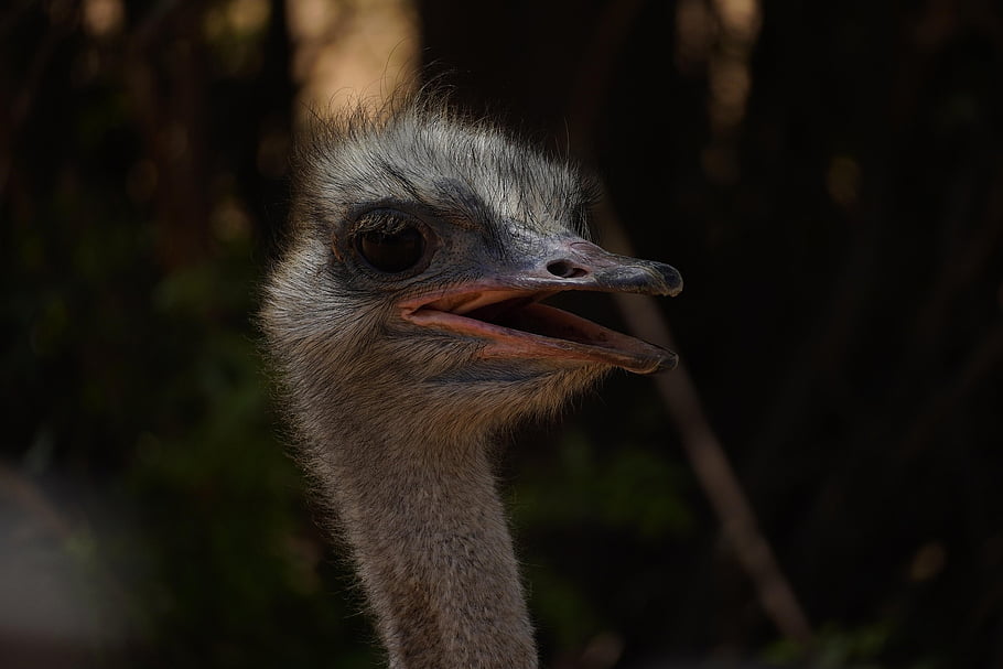 pštros, pták, zvíře, ratite, peří, Příroda, hlava, safari, ptačí, detailní, tvář