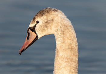 swan, nature, bird, head, young Swan, waterfowl, water Bird, aquatic Bird, feathers, plumage, animal