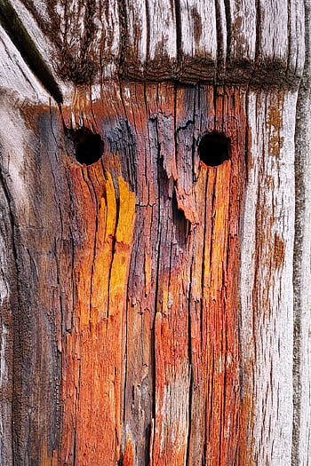 legna, inviare, marchio, tronco d'albero, abbaiare, struttura, modello, grano, avvicinamento, fori, viso