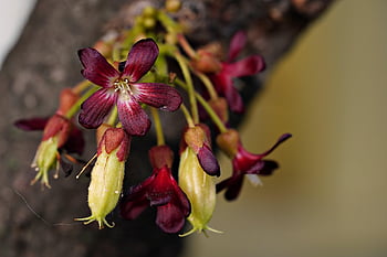 bilimbi, beautiful Flowers, flower Wallpaper, flowers, fruits, averrhoa Bilimbi, bloom, bud, flower Background, plant, tree