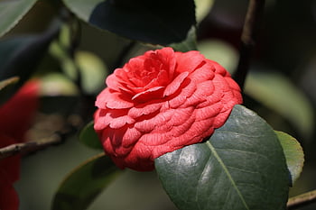 camellia, camellia Blossom, ornamental Shrub, tea Bush Plant, japanese Camellia, petals, heather Like, red