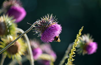 tistel, Bie, insekt, humle, blomstre, blomst, medisinsk plante, anlegg, pollinering