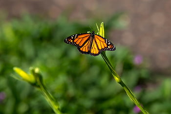 plain Tiger, butterfly, plant, african Queen, african Monarch, danaus Chrysippus, insect, animal, nature, closeup, bug