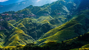longji Rice Terraces, nature, landscape, rice Fields, fall, town, mountains, trees, forest, autumn, guilin