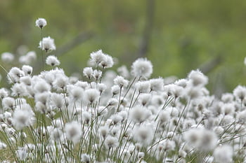 cotton Grass, white, summer, cotton, grass, cottongrass, green, woolly, plant, nature, finland