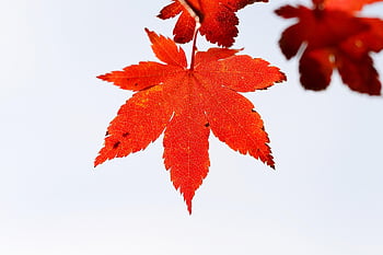 dedaunan musim gugur, daun maple, pohon maple, maple, jatuh dedaunan, musim gugur, pohon, alam, menanam, daun bunga, pemandangan