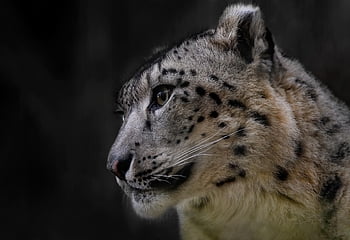 levhart sněžný, leopard, Příroda, Kočkovitý, savec, volně žijících živočichů, lovec, divoká kočka, dravec, zvíře, velká kočka