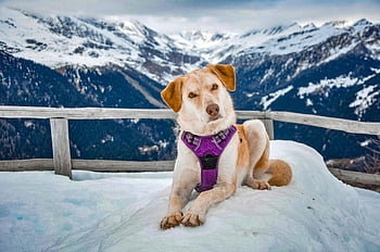 dog, purple harness, snow-covered mountains, close-up shot, outdoor, winter, pet, mountain backdrop, scenic view, animal, nature