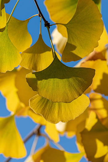 podzim, listy, ginkgo, žlutá, rostlina, listnatý strom, biloba, žluté listy, podzimní listí, Příroda