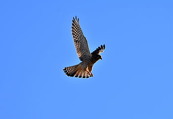 falcon, nature, birds Of Prey, raptor, wild Animal, bird, flight, flying, wildlife, animal