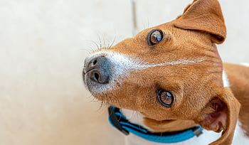 jack Russell Terrier, terrier, dog, puppy, eyes, portrait, pet, friend, canine, breed, animal