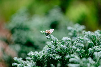 brown moth, moth on plant, moth on leaf, moth in nature, moth close-up, moth on greenery, moth in garden, moth on tree, moth in forest, moth on branch, moth in wildlife