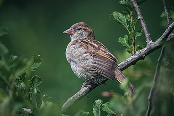 Vrabec, pták, posazený, zvíře, peří, zobák, účtovat, pozorování ptáků, ornitologie, živočišného světa, Příroda