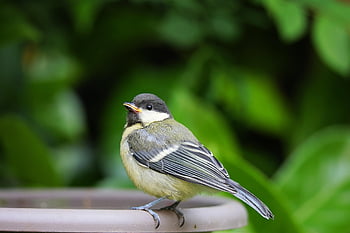 bird, wildlife, ornithology, nature, species, fauna, avian, animal, tit