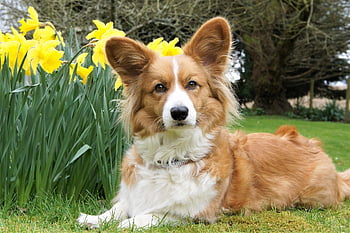 Pes, velšský svetr corgi, corgi, Příroda, roztomilý, zvíře, domácí zvíře, rozkošný