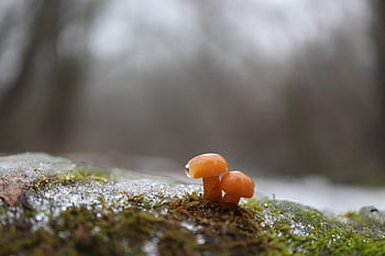 enoki Mushrooms, free Background, mushrooms, enokitake, Wallpaper, Wallpaper 1920x1080, cool Backgrounds, enoki Fungi, beautiful Wallpaper, full Hd Wallpaper, flammulina Filiformis