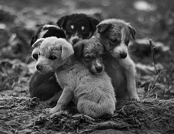 street, dog, animal, urban, pet, cute, puppies, puppy, outdoor, nature, outside
