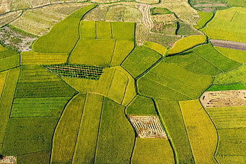 rismarker, landbrug, gyldne sæson, Sæsonen af ​​modne ris, lang søn, vietnam, rejse, bestemmelsessted, landskab, Bjergområde, etnisk tay