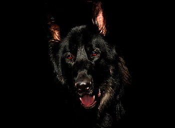 black German Shepherd, close-up, dark background, black dog, German Shepherd, dog portrait, black fur, animal photography, pet photography, canine, black and brown eyes