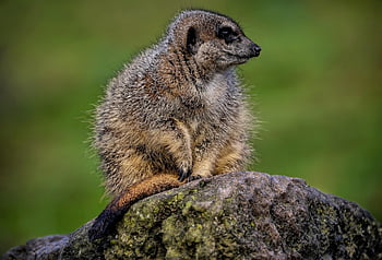 animal, mammal, meerkat, suricate, mongoose, nature, carnivore, suricatta, species, fauna, wildlife