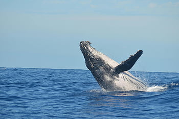 humpback whale, jumping out of water, breaching, ocean surface, Réunion Island, marine wildlife, vibrant moment, majestic whale, wildlife photography, ocean scene, whale breaching