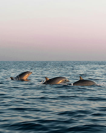 dolfijnen, zeewater, dageraad, zonsopkomst, oceaan, Bali, Indonesië, schilderachtig uitzicht, zwemmen dolfijnen, het leven in zee, natuurfotografie