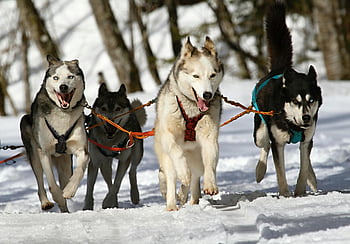 シベリアンハスキー、 冬のワンダーランド、 アドベンチャーテーマ、 ランニングハスキー、 雪、 そり犬、 冬景色、 アウトドアアドベンチャー、 ハスキーチーム、 寒波、 雪の風景