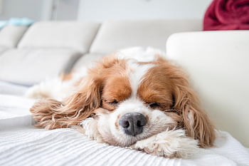 cavalier King Charles Spaniel, dog, pet, animal, sofa, couch, nature, home, sleeping, cute, spaniel