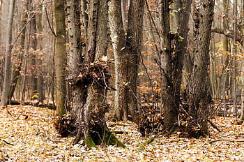 Landschaft, die Natur, Wald, der Herbst, Natur, Bäume, moosgrün, Blätter, trocken, Nieder, Boden