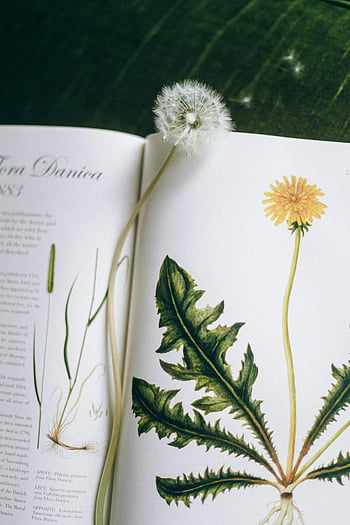 หัวดอกแดนดิไลอัน, หนังสือพฤกษศาสตร์, ภาพประกอบดอกแดนดิไลอัน, ก้านดอก, ฟลอร่า ดาเนียกา, เปิดหนังสือ, ภาพประกอบ, ดอกไม้ดอกแดนดิไล, การถ่ายภาพธรรมชาติ, หนังสือพืช, เมล็ดพันธุ์บนหนังสือ