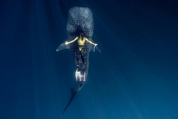 diver, swimming, whale shark, deep blue ocean, Indonesia, woman, gracefully, underwater, marine life, ocean wildlife, nature photography