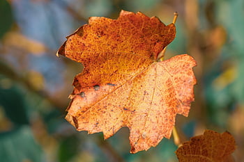 blad, efterårsblade, efterår, blade, natur, efterårsfarver, baggrundsbillede