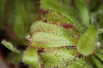carnivore, plant, nature