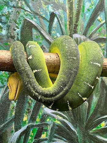 green tree python, coiled snake, tropical setting, vivid green, branch, close-up shot, snake, tree python, tropical, green snake, coiled around branch