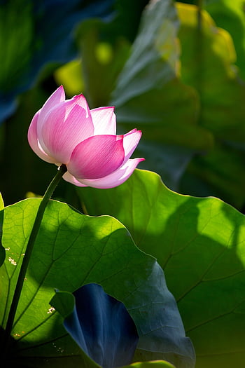 lotus, květ, růžový květ, lotosové listy, lotosový květ, květinové pozadí, krásné květiny, okvětní lístky, růžové okvětní lístky, květinové tapety, flóra