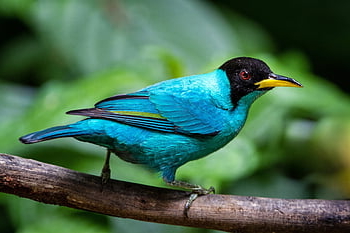 Grønn honningkryper, fugl, natur, liten fugl, dyr, tropisk fugl, dyreliv, regnskog, dyr verden, costa rica