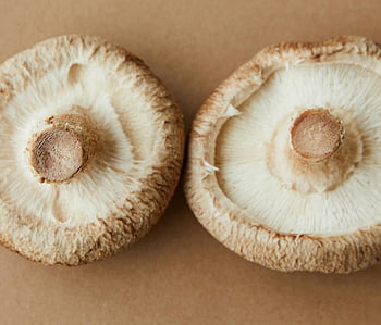 fresh mushrooms, shiitake mushrooms, brown surface, culinary use, close-up, two mushrooms, fresh shiitake, brown background, mushroom caps, edible mushrooms, food photography