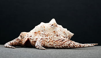 cangkang keong, keong spindel, kulit, kerang laut, pantai, alam